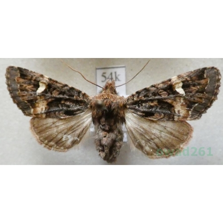 Rileyiana fovea (Treitschke, 1825) Hungaria54k